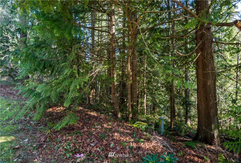 18420 Britchen, Yelm, Washington 98597, ,Land,For Sale,Britchen,NWM1874305