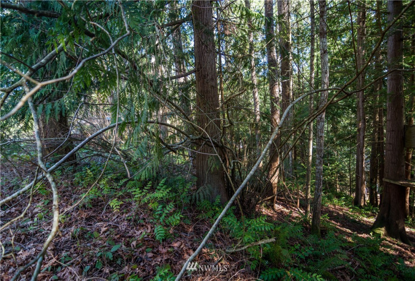 18420 Britchen, Yelm, Washington 98597, ,Land,For Sale,Britchen,NWM1874305