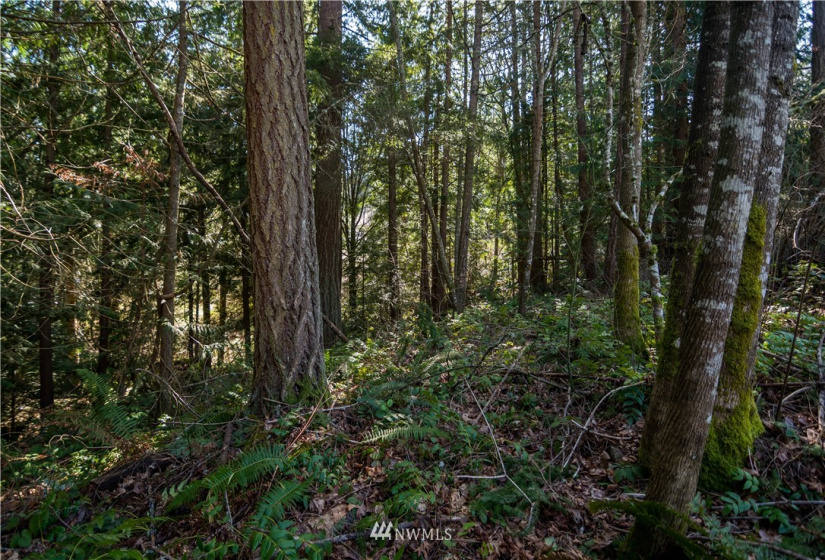 18420 Britchen, Yelm, Washington 98597, ,Land,For Sale,Britchen,NWM1874305