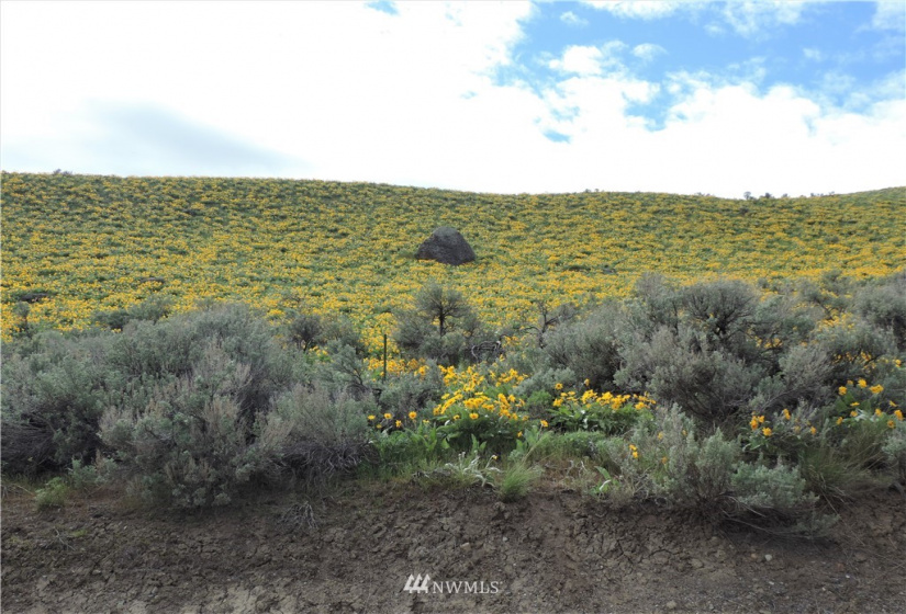 84 Wannacut Lake, Tonasket, Washington 98855, ,Land,For Sale,Wannacut Lake,NWM1626349