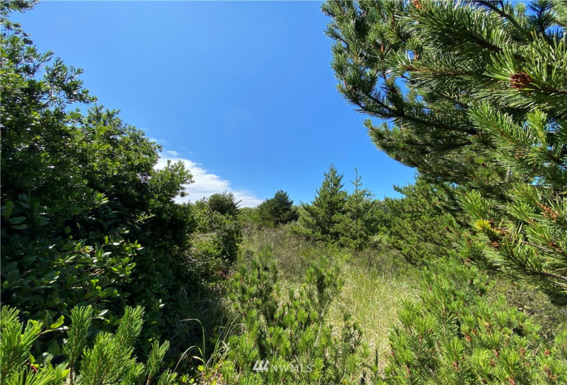 163 Sand Dune, Ocean Shores, Washington 98569, ,Land,For Sale,2,Sand Dune,NWM1640188